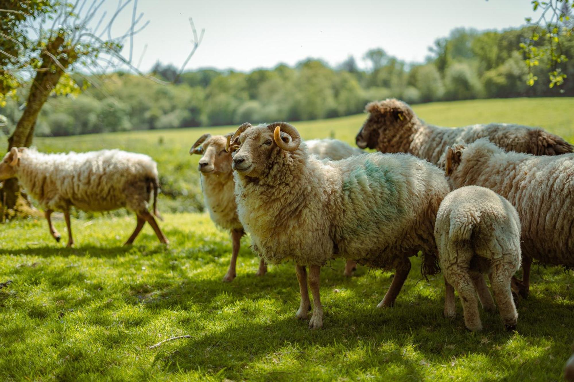 Winsham Somerset Shepherds Huts מראה חיצוני תמונה