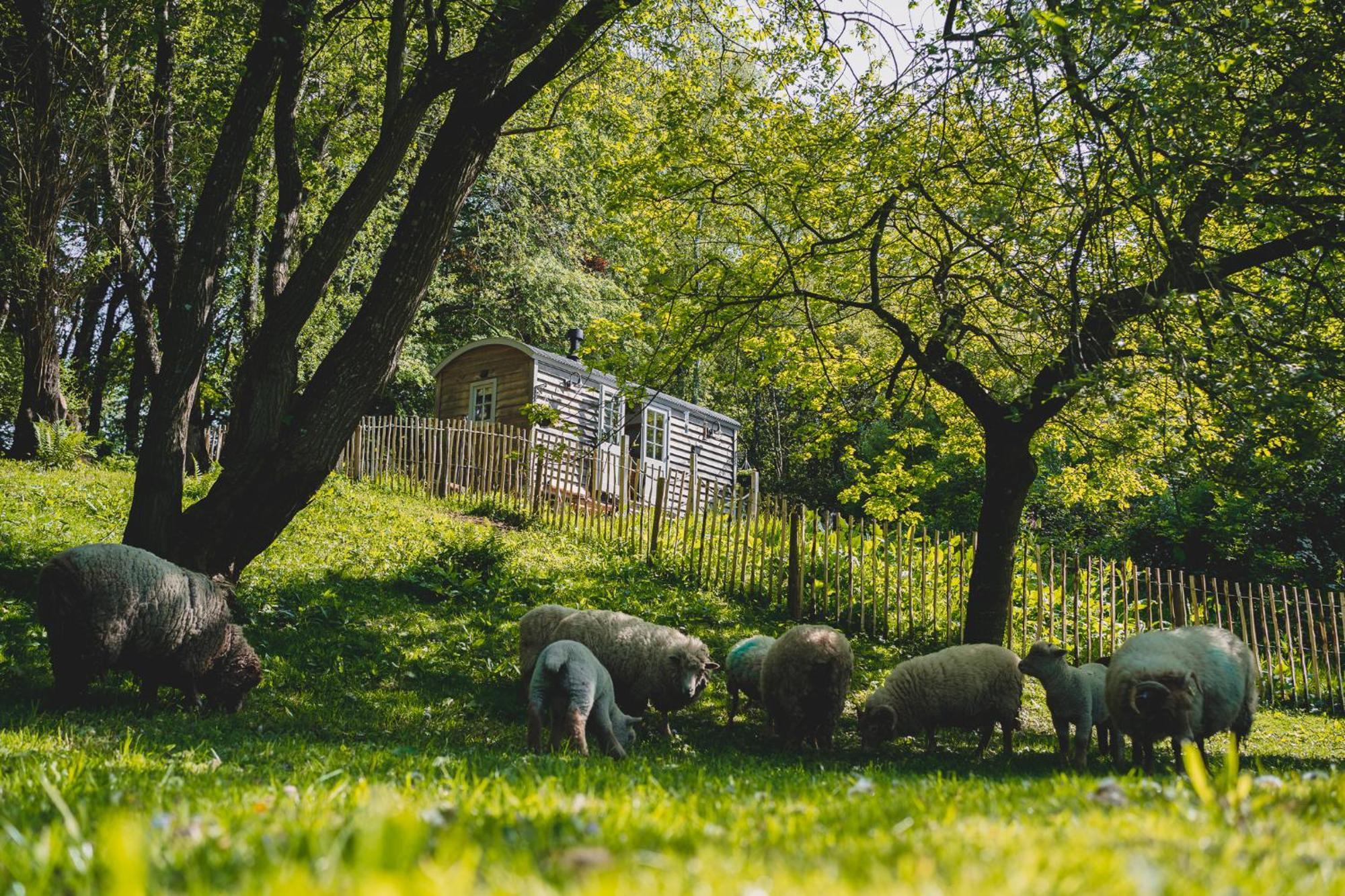 Winsham Somerset Shepherds Huts מראה חיצוני תמונה